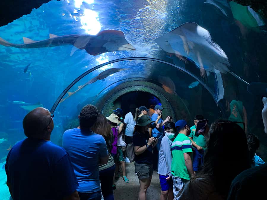 Denver: Downtown Aquarium All-Day Pass - What the $27 Downtown Aquarium pass actually gives you