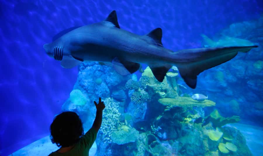 Denver: Downtown Aquarium All-Day Pass - Start with the galleries and pools