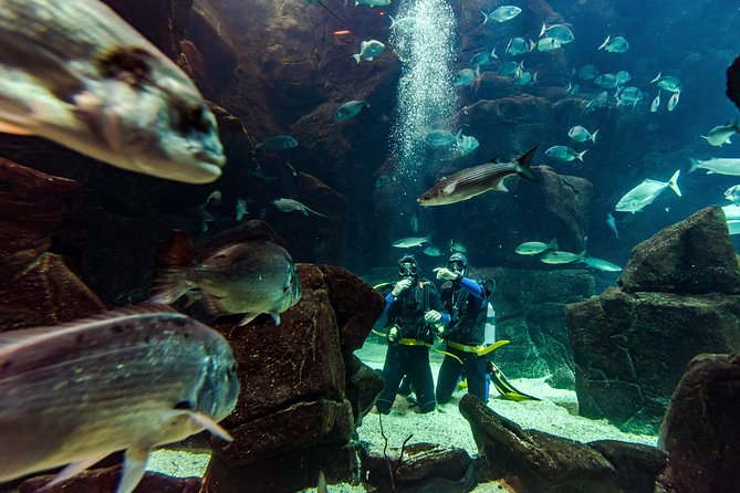 Diving in the Madeira Aquarium - The first briefing and aquarium tour