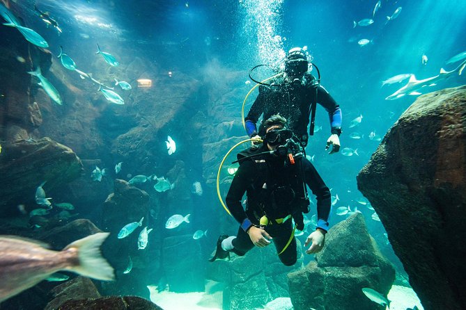 Diving in the Madeira Aquarium - What the guides do well