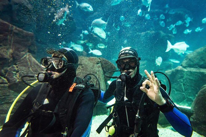 Diving in the Madeira Aquarium - What the $163.33 price includes