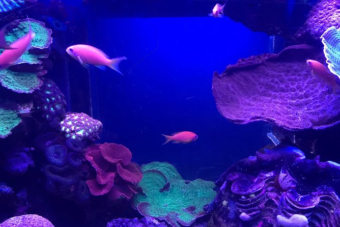 Dubai Aquarium and Underwater Zoo Admission Ticket with Options - Extra ticket options: when they make sense