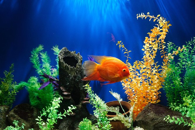 Dubai Aquarium and Underwater Zoo Admission Ticket with Options - How long to allow and how to fit it into your day