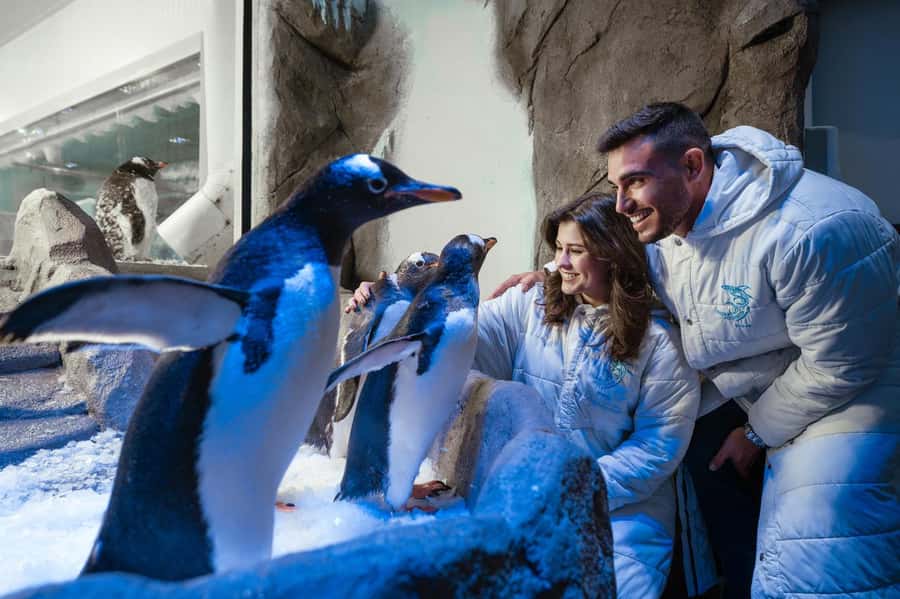 Dubai: Aquarium and Underwater Zoo Experience - Penguin Cove and the Gentoo encounter