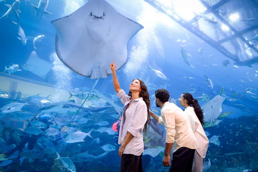 Dubai: Aquarium and Underwater Zoo Experience - Should you book Dubai Aquarium and Underwater Zoo?