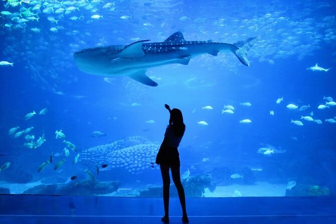 Dubai Aquarium And Underwater Zoo Tickets At Dubai Mall - The main attraction inside Dubai Mall