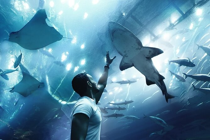 Dubai Aquarium And Underwater Zoo Tickets At Dubai Mall - A ticket or a guided experience?