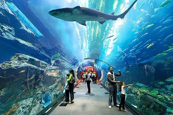 Dubai Aquarium and Underwater Zoo with Penguin Cove Tickets. - Penguin Cove and the gentoo penguins