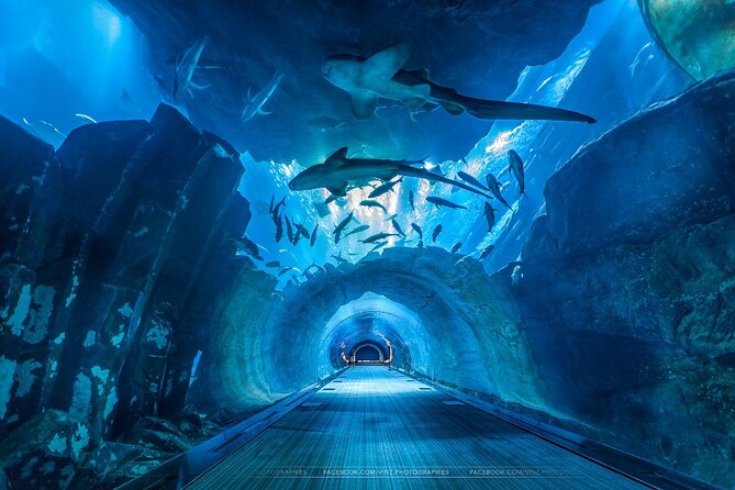 Dubai Aquarium and Underwater Zoo with Penguin Cove Tickets. - Is the $45 price good value?