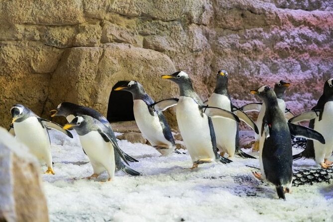 Dubai Aquarium and Underwater Zoo with Penguin Cove Tickets. - Who will enjoy this most?