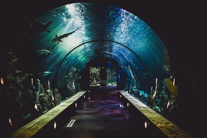 Dubai Aquarium underater zoo penguin cove with optional transport - Underwater Zoo brings crocodiles and variety