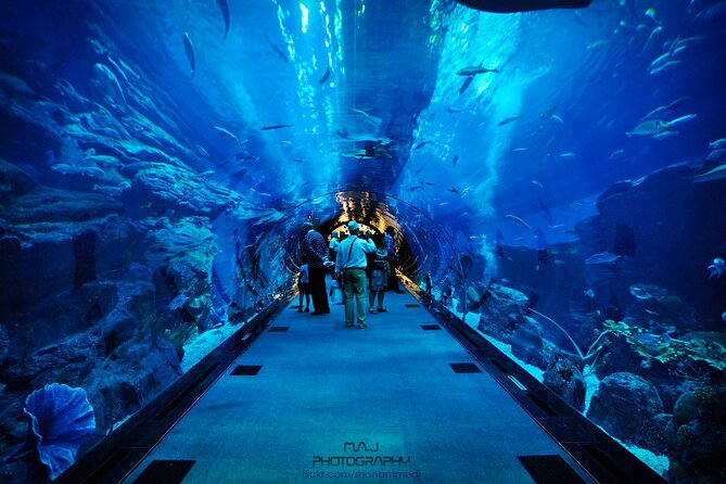 Dubai Aquarium & Underwater Zoo with Penguin Cove - Penguin Cove and the wider animal program