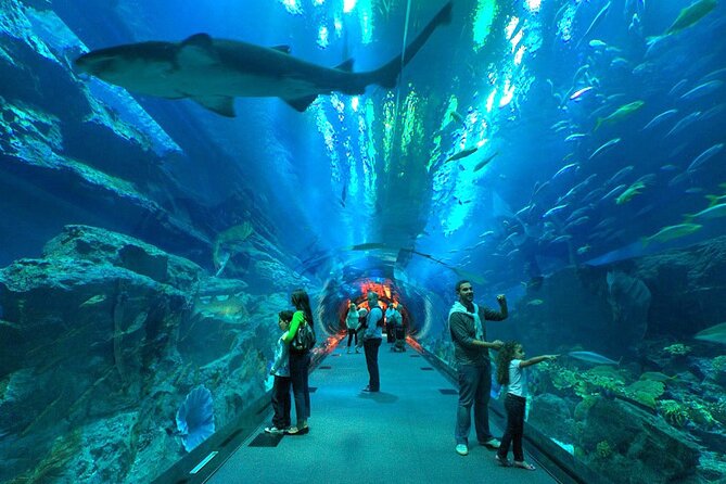 Dubai Aquarium & Underwater Zoo with Penguin Cove - King Croc and the Underwater Zoo