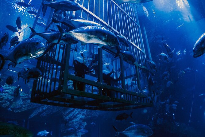 Dubai Aquarium with Various Animal Encounter and Access Options - Picking the right ticket option
