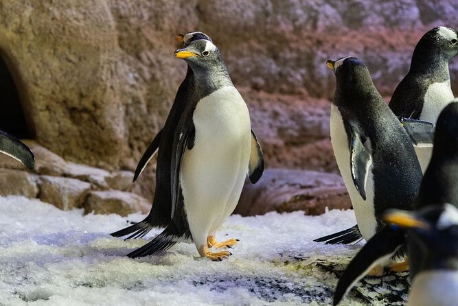 Dubai Aquarium with Various Animal Encounter and Access Options - The voucher detail that can save your visit