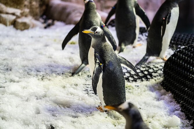 Dubai Aquarium with Various Animal Encounter and Access Options - Who will enjoy this most?