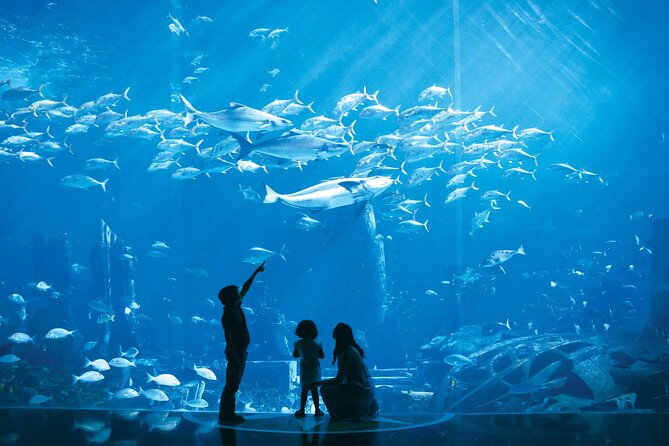 Dubai Lost Chambers Aquarium Admission E-Ticket - Photos, crowds, and the mood inside