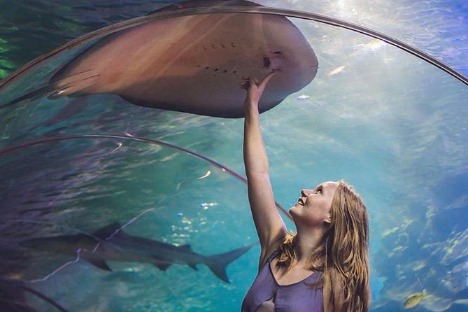 Dubai Mall Aquarium & Underwater Zoo with Penguin Cove Tickets - A huge aquarium inside Dubai Mall