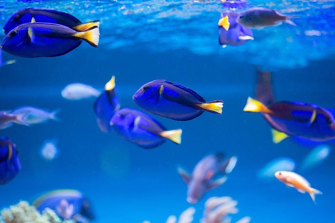 Dubai Mall Aquarium & Underwater Zoo with Penguin Cove Tickets - The Underwater Zoo is more than fish