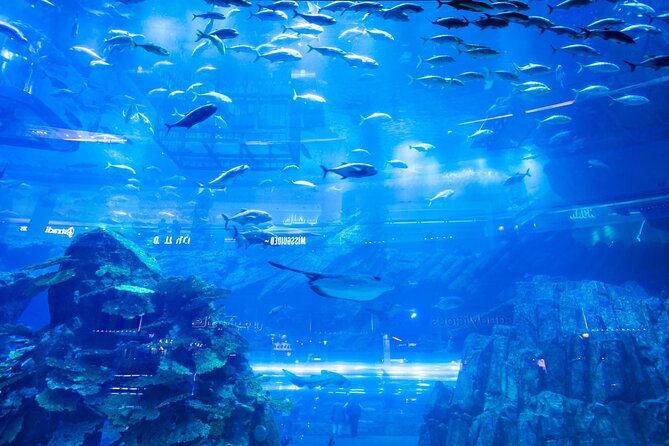 Dubai Mall Aquarium with Penguin Cove + Skyview Ticket - The aquarium’s best moments and weak spots