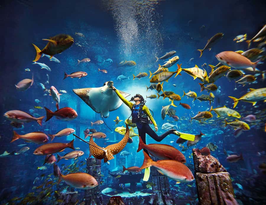 Dubai: The Lost Chambers Aquarium Atlantis Diving Experience - What makes this Atlantis experience different