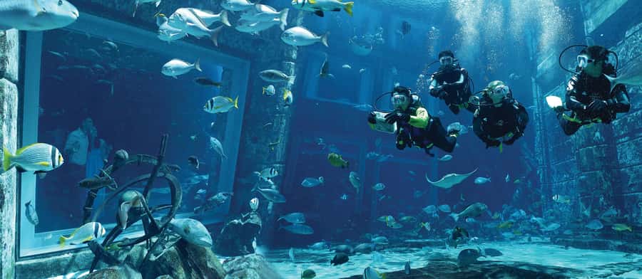 Dubai: The Lost Chambers Aquarium Atlantis Diving Experience - The safety briefing and equipment setup