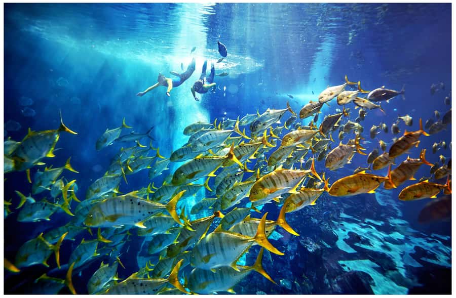 Dubai: The Lost Chambers Aquarium Snorkeling Experience - Key points to know before you book