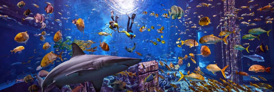 Dubai: The Lost Chambers Aquarium Snorkeling Experience - What the Lost Chambers snorkeling experience is really like