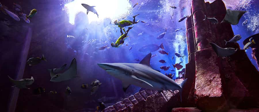 Dubai: The Lost Chambers Aquarium Snorkeling Experience - Getting suited up with the included equipment