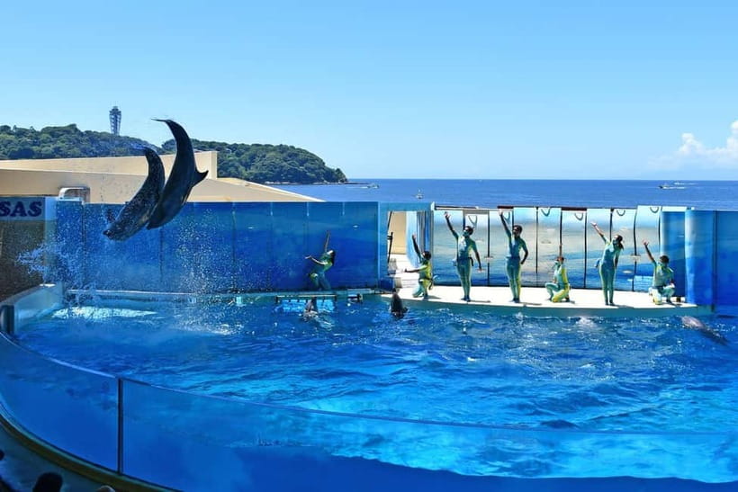 Enoshima Aquarium: Admission Ticket - Key Points to Know Before You Go