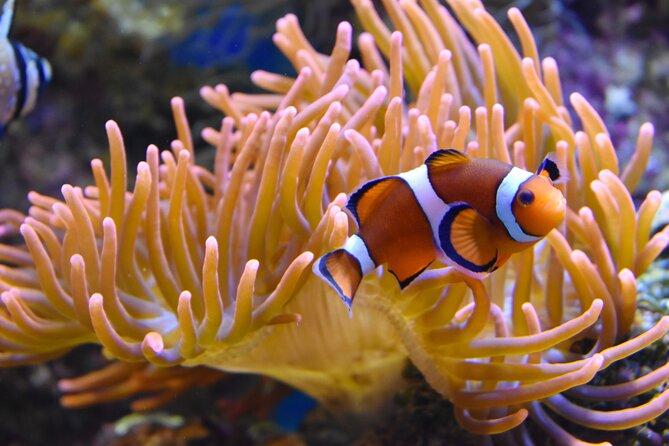 Entrance Ticket Nausicaa, the biggest aquarium in Europe - How long to stay, and when to go