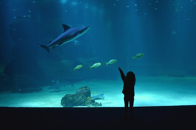 Entrance Ticket Nausicaa, the biggest aquarium in Europe - The educational side, and its weak spots