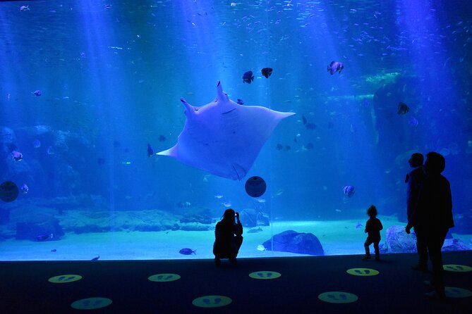 Entrance Ticket Nausicaa, the biggest aquarium in Europe - Price, value, and who should book