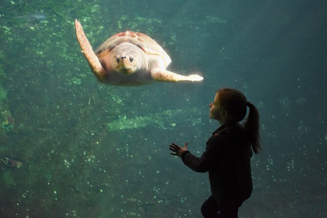 Entrance Ticket Nausicaa, the biggest aquarium in Europe - Following the route through 85 aquariums