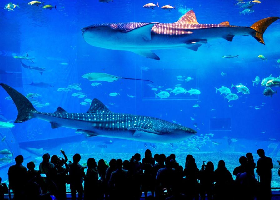 From city of Side: Antalya Aquarium Full-Day Trip - Who will enjoy this day most?
