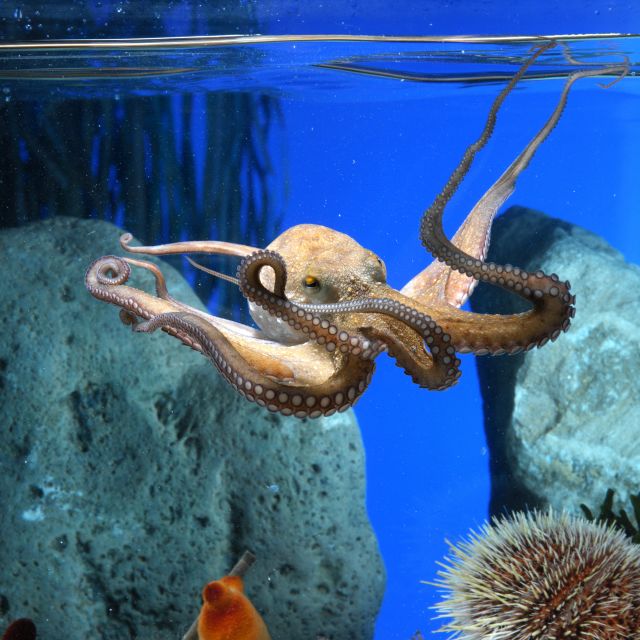 From Costa Brava: Barcelona Day Trip with Aquarium Visit - Why this Costa Brava to Barcelona trip can make sense