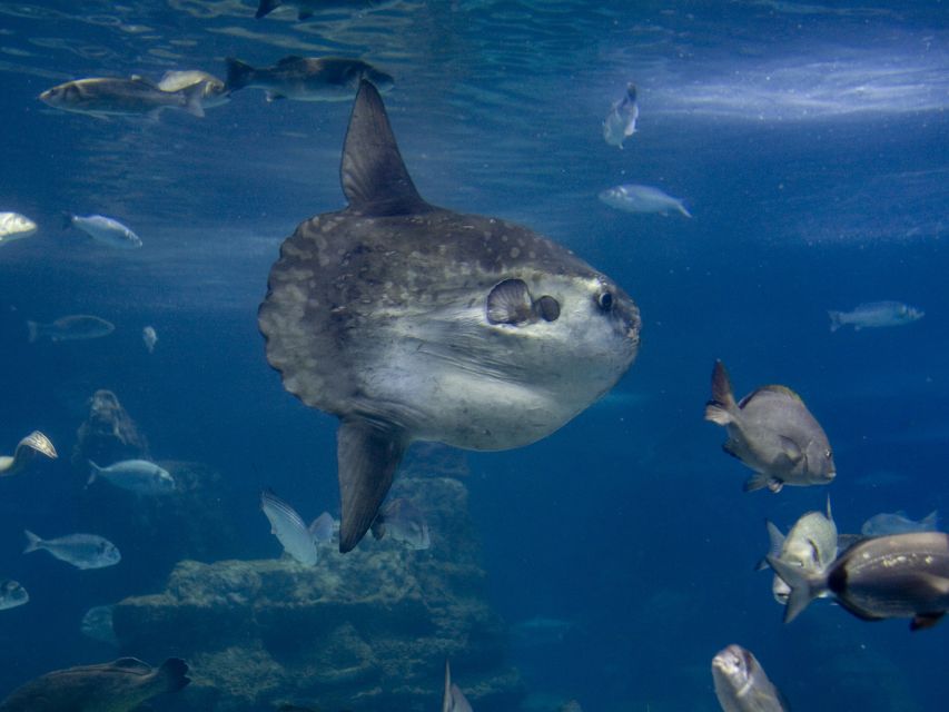 From Costa Brava: Barcelona Day Trip with Aquarium Visit - Morning pickup and the bus ride from Costa Brava
