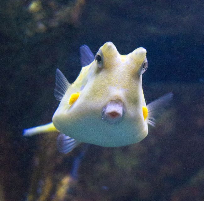 From Costa Brava: Barcelona Day Trip with Aquarium Visit - Entering the Barcelona Aquarium without the usual wait