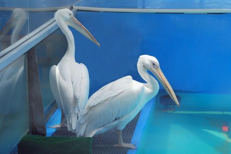 From Orlando: Clearwater Beach and Marine Aquarium Admission - Inside Clearwater Marine Aquarium