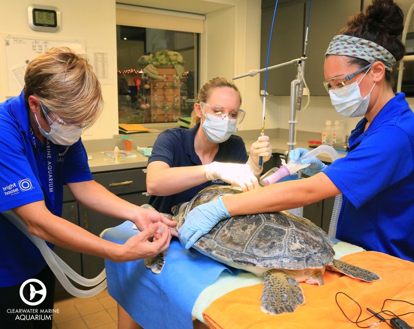From Orlando: Clearwater Beach and Marine Aquarium Admission - Getting from Orlando to Clearwater