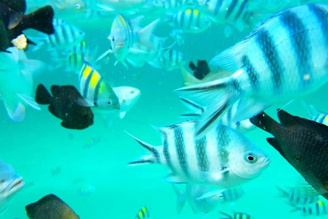 Full Day Private Mnemba Island + Turtles Aquarium & Kendwa Beach - What the $104 price includes