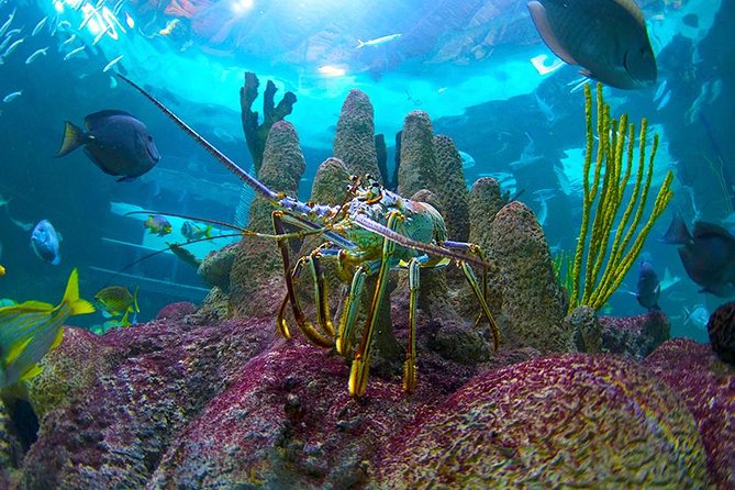 Full-Day Tour of Florida Keys Including Aquarium Encounters from Key West - From Key West to the Seven Mile Bridge