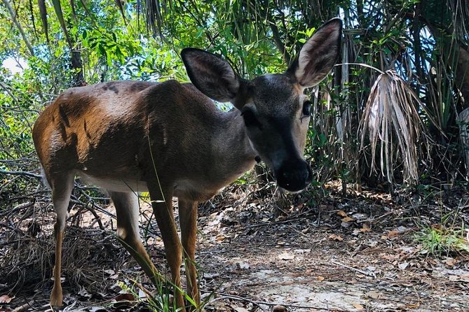 Full-Day Tour of Florida Keys Including Aquarium Encounters from Key West - What the guides add to the day