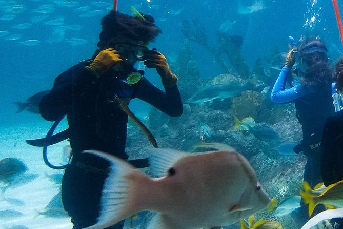 Full-Day Tour of Florida Keys Including Aquarium Encounters from Key West - Aquarium Encounters and optional animal activities