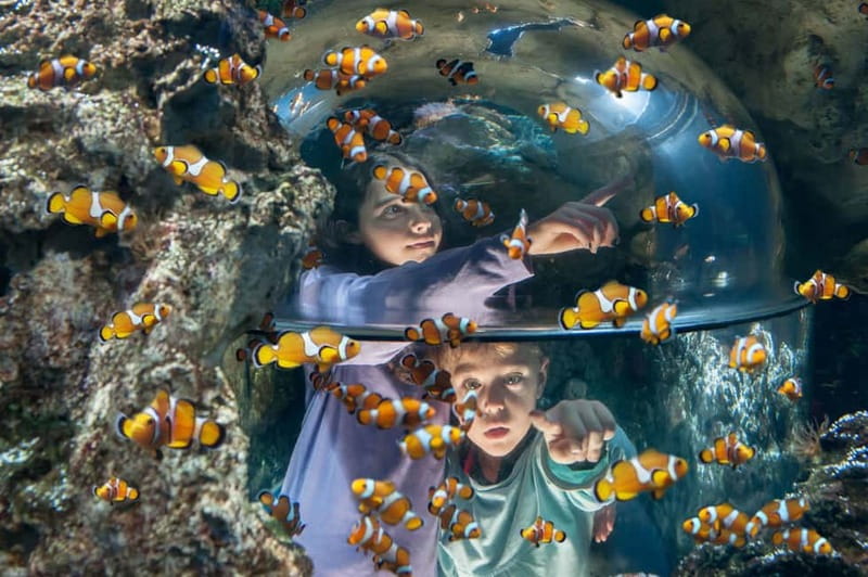 Gardaland SEA LIFE Aquarium: Open Date Entry Ticket - What the Gardaland SEA LIFE visit feels like