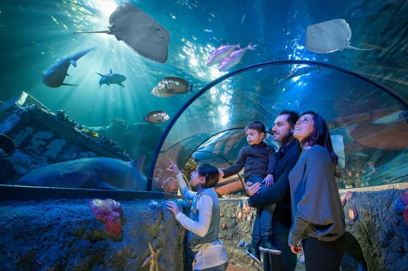 Gardaland SEA LIFE Aquarium: Open Date Entry Ticket - The transparent tunnel and Oceanic Tank