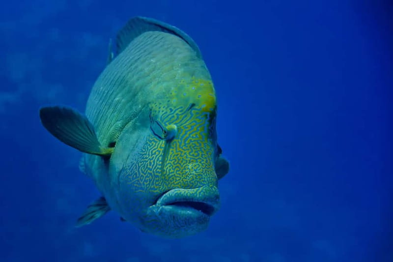 Gardaland SEA LIFE Aquarium: Open Date Entry Ticket - Sea lions and the limits of the viewing area