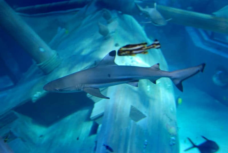 Gardaland SEA LIFE Aquarium: Open Date Entry Ticket - Queues, weather, and the best arrival strategy