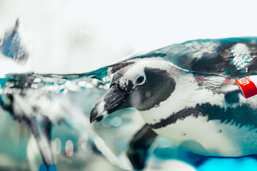 Gatlinburg: Ripley's Aquarium of the Smokies & Combo Ticket - Key points to know before you go