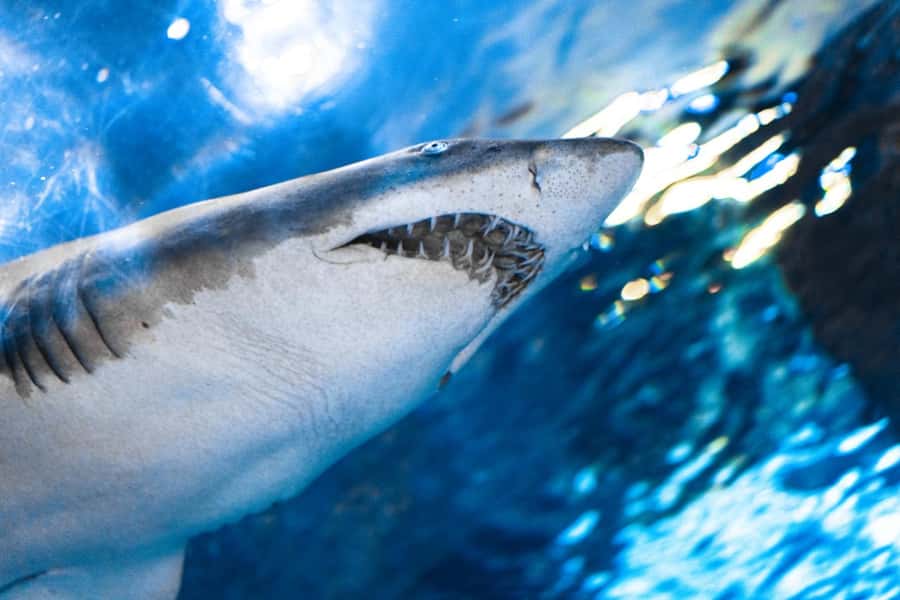 Gatlinburg: Ripley's Aquarium of the Smokies & Combo Ticket - Choosing two or three extra Gatlinburg attractions